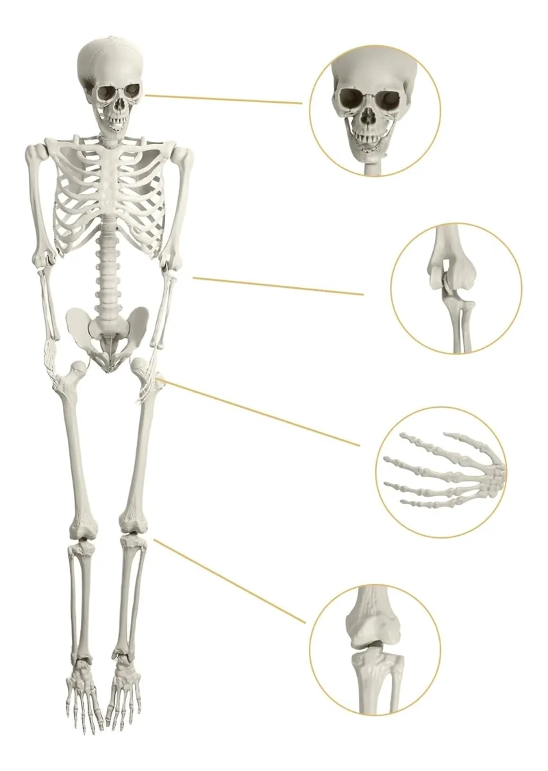 ESQUELETO HUMANO ARTICULADO DE 40 CM - 2