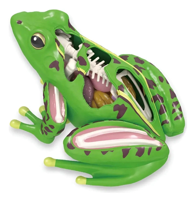 MODELO DE ANATOMIA DE RANA CIENCIA EN 4D DESMONTABLE - 1