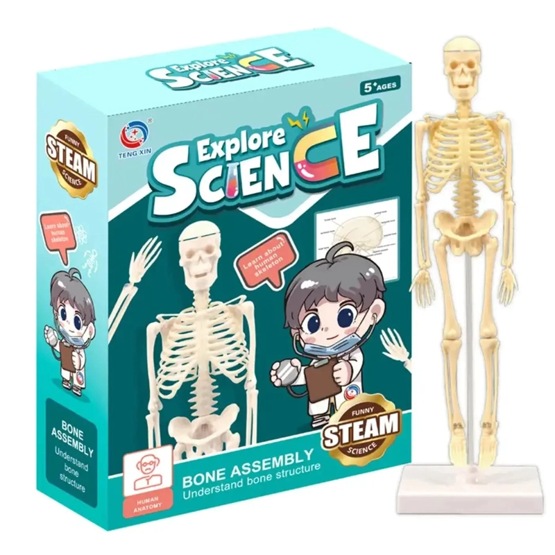 JUGUETE CIENTIFICO MODELO ANATOMICO ESQUELETO HUMANO ARMABLE - 1