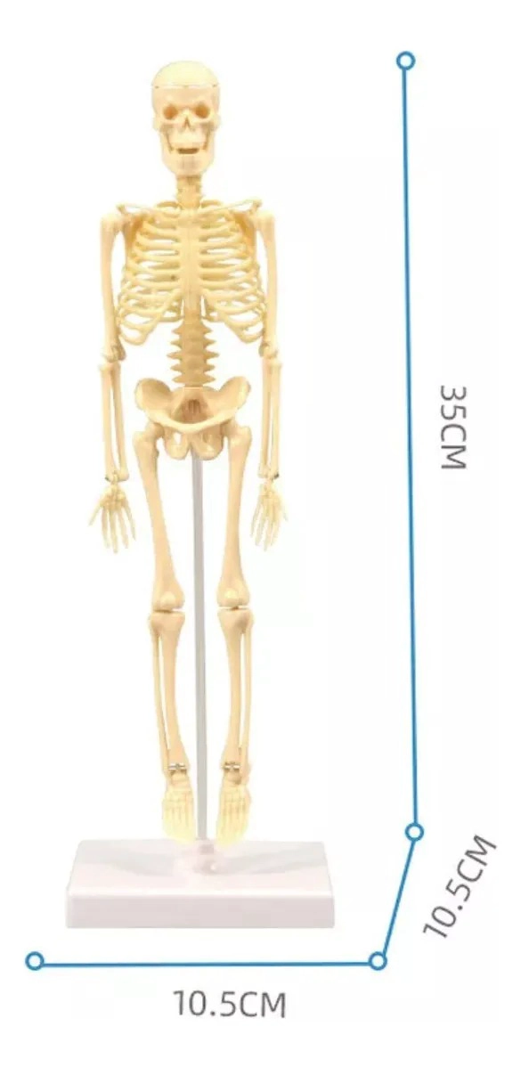 JUGUETE CIENTIFICO MODELO ANATOMICO ESQUELETO HUMANO ARMABLE - 2