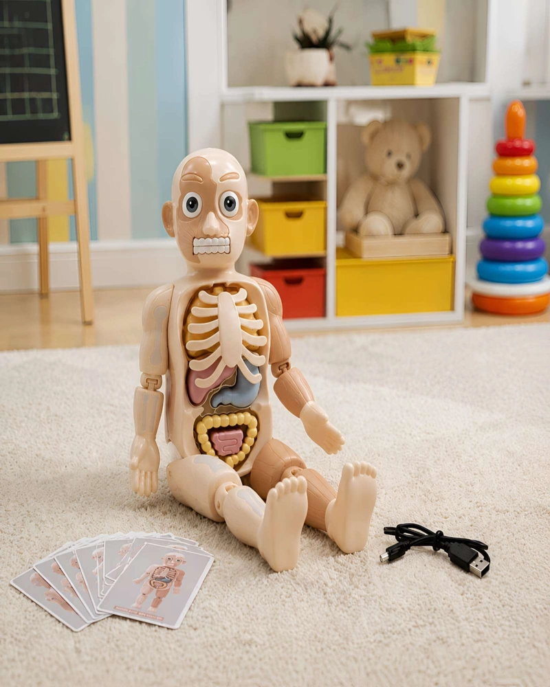 JUGUETE CIENTIFICO MODELO ANATOMICO 21 PIEZAS DEL CUERPO HUMANO - 5