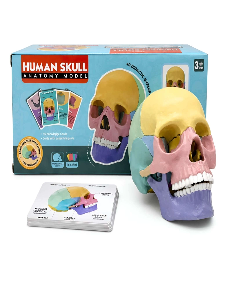 SET DE CIENCIA INFANTIL CRANEO HUMANO DIDACTICO CON TARJETAS EDUCATIVAS - 6