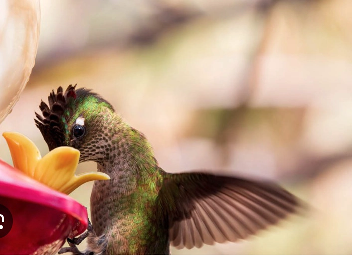 NECTAR PARA COLIBRIES - 2