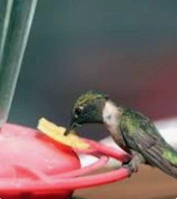 NECTAR PARA COLIBRIES - 3