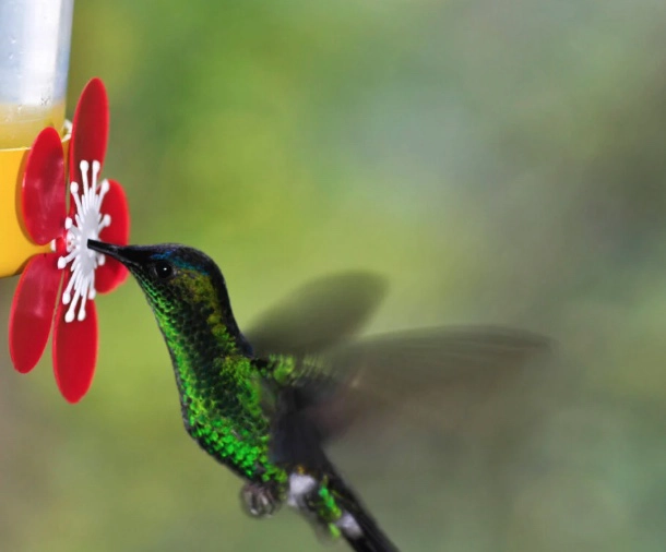 NECTAR PARA COLIBRIES - 4