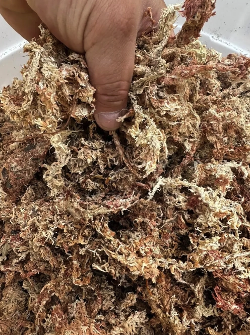 MUSGO SPHAGNUM 10 LITROS DESHIDRATADO - 3