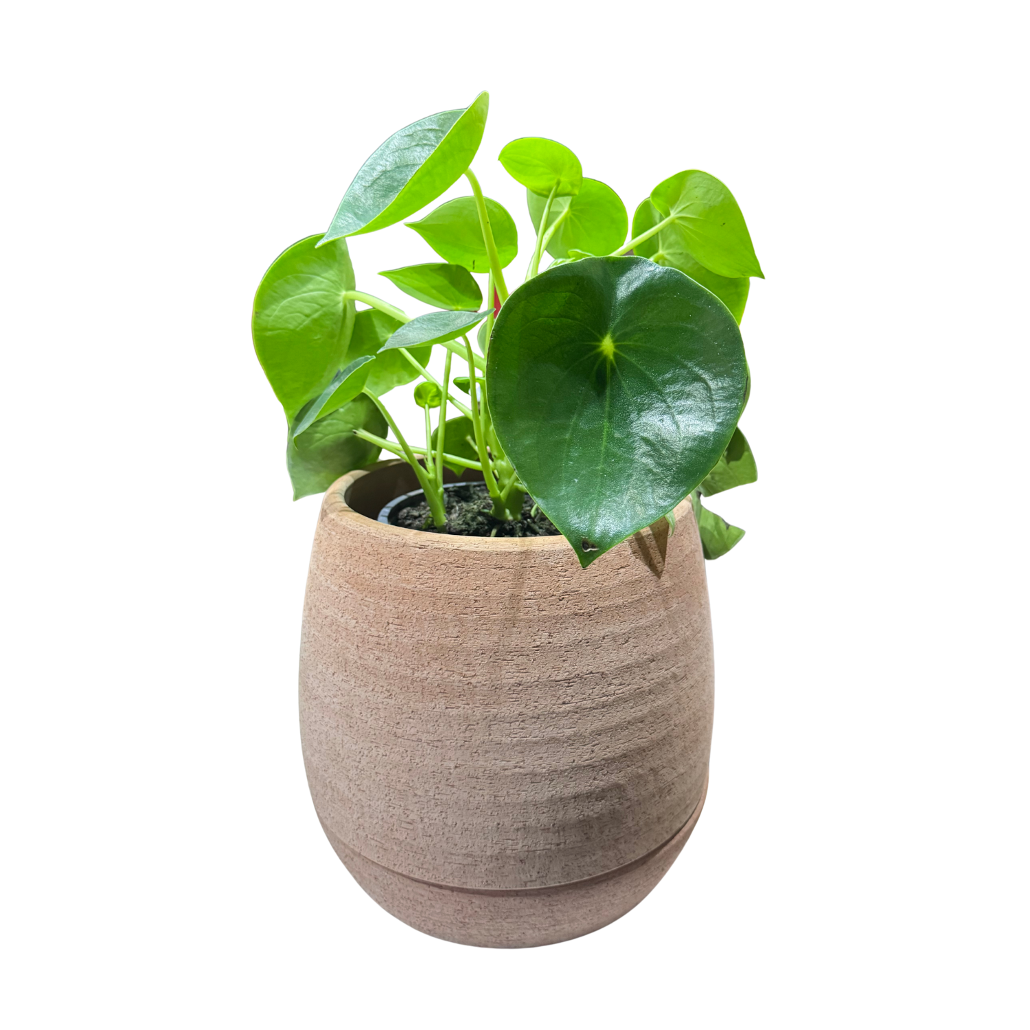 MACETA AUTORRIEGO TORNIO 26CM TERRARCILLA - 1