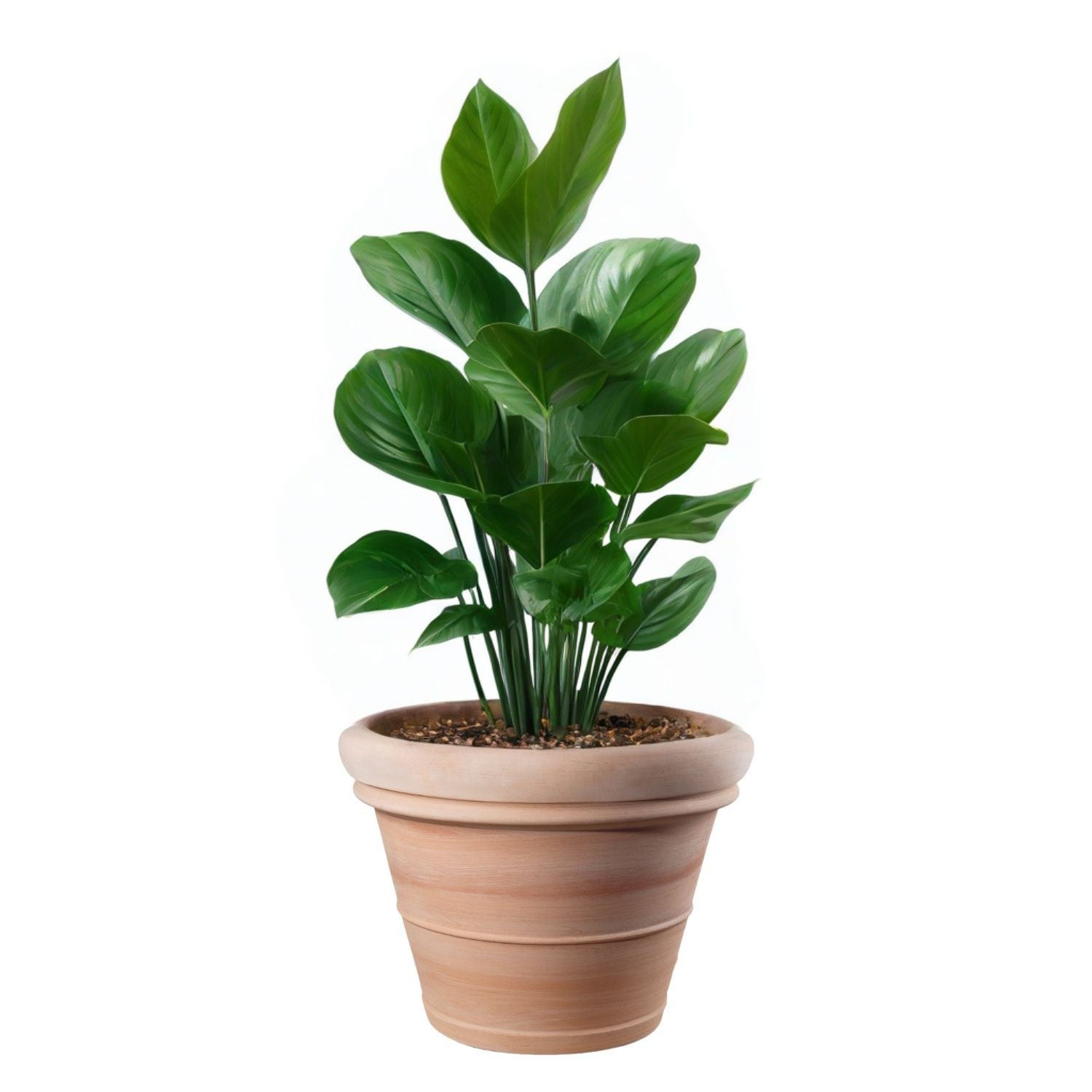 MACETA EXTRA GRANDE TOSCANA 42CM TERRACOTA - 1