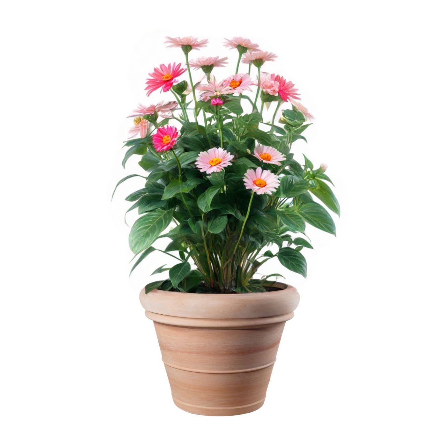 MACETA EXTRA GRANDE TOSCANA 52CM TERRACOTA - 1