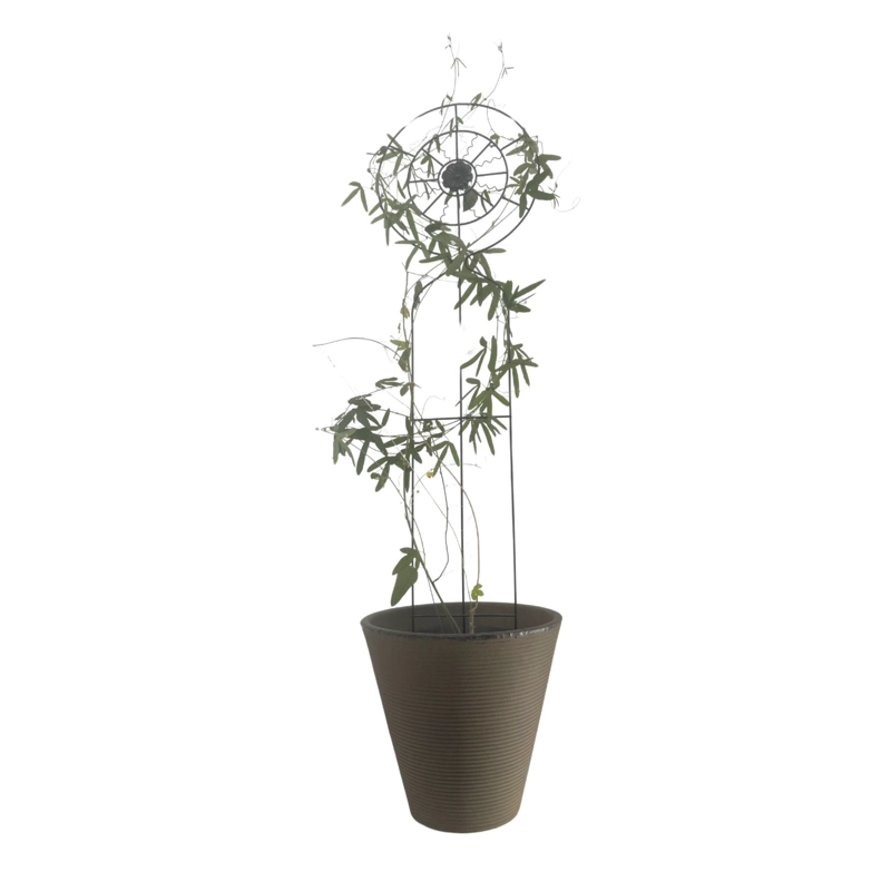 SOPORTE PLANTA TREPADORA SOL - 2