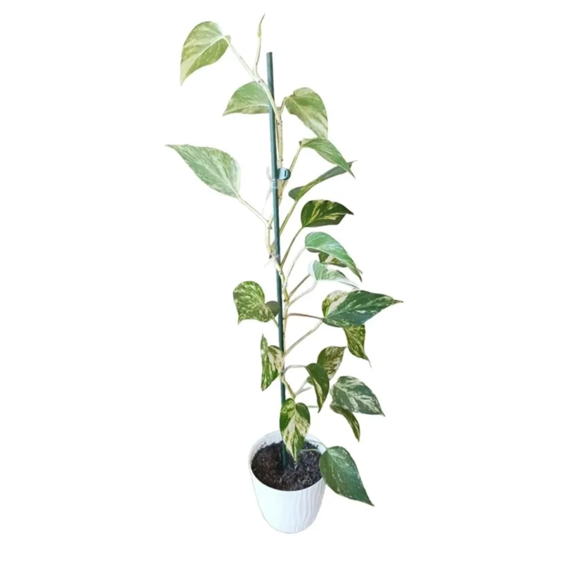 SET 5 TUTORES METAL/PLASTICO 90 CM - 2