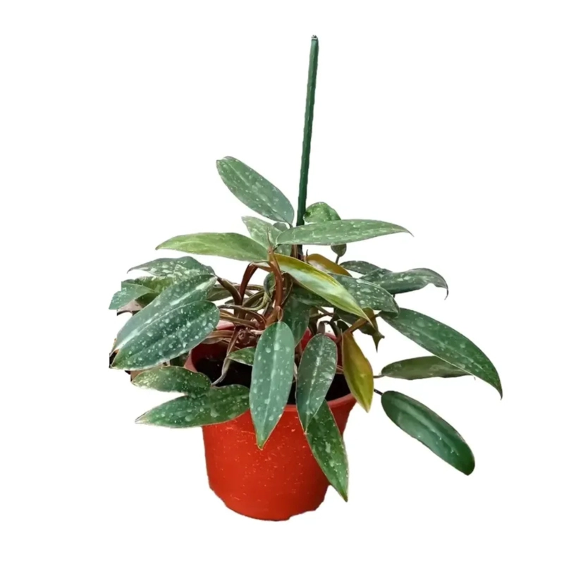 SET 5 TUTORES METAL/PLASTICO 60 CM - 2