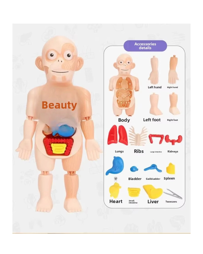 MODELO EDUCATIVO DE CUERPO HUMANO CIENTIFICO - 1