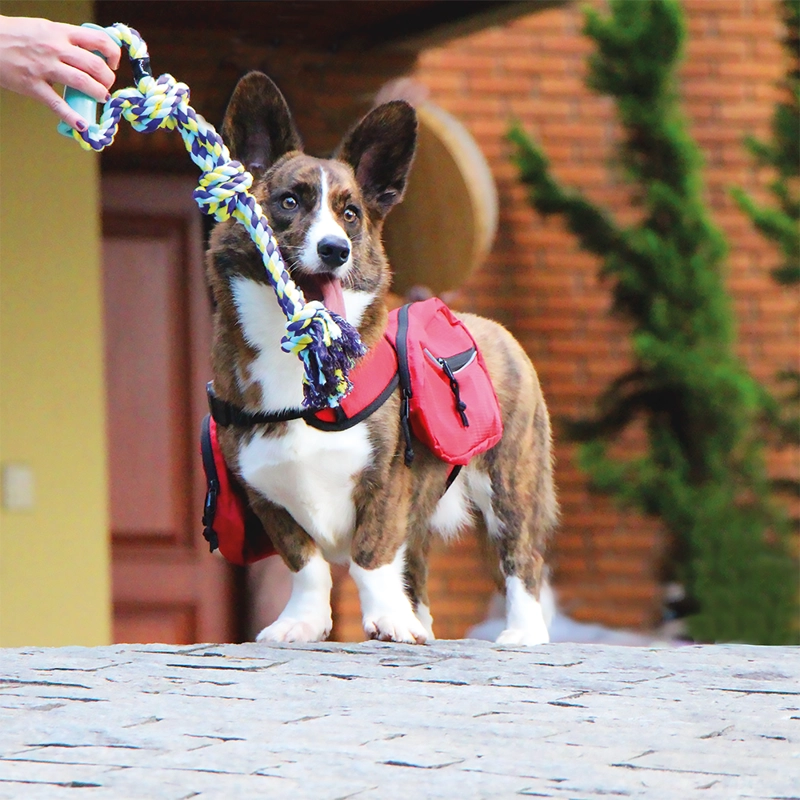 JUGUETE PERROS MIMO CUERDA TIRADOR 45 CM PP210 - 3