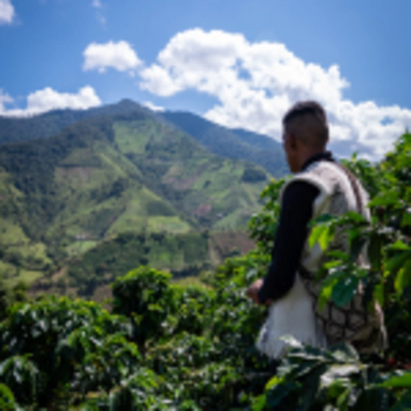 CAFE EN GRANO NOSSO CAFE JUSTO TROPICAL BLEND 250G - 7