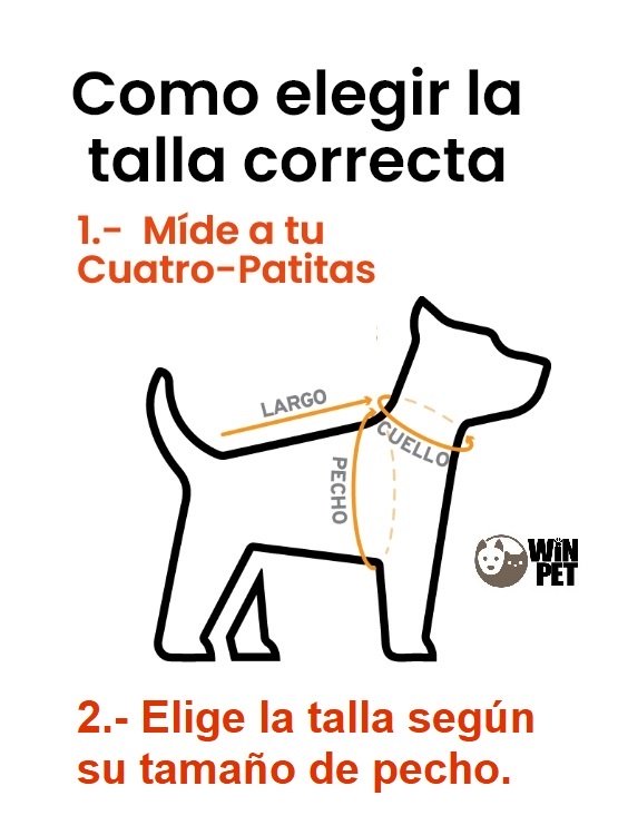 SET ARNES PERROS + CORREA REINFORCED CHEST AMARILLO XS WINPET - 2