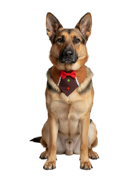 DISFRAZ DE NAVIDAD PARA PERROS GRANDES - BANDANA GALLETA XL - 3