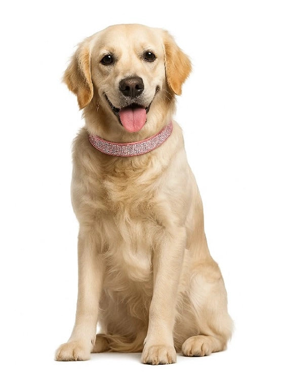 COLLAR CON BRILLANTES GLAM PARA PERROS - ROSADO L - 1