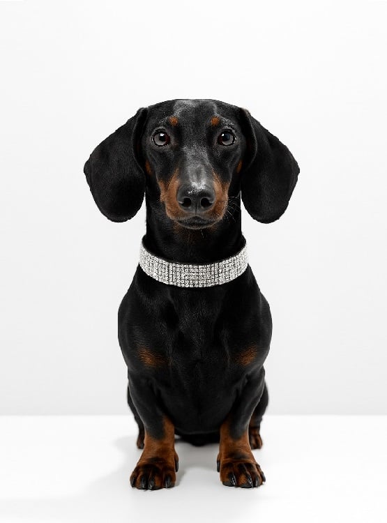 COLLAR CON BRILLANTES GLAM PARA PERROS - NEGRO  S - 1