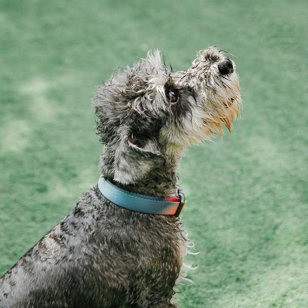 COLLAR PERROS PD2930A2 PIDAN ® A2 (ROSA Y VERDE) - 2