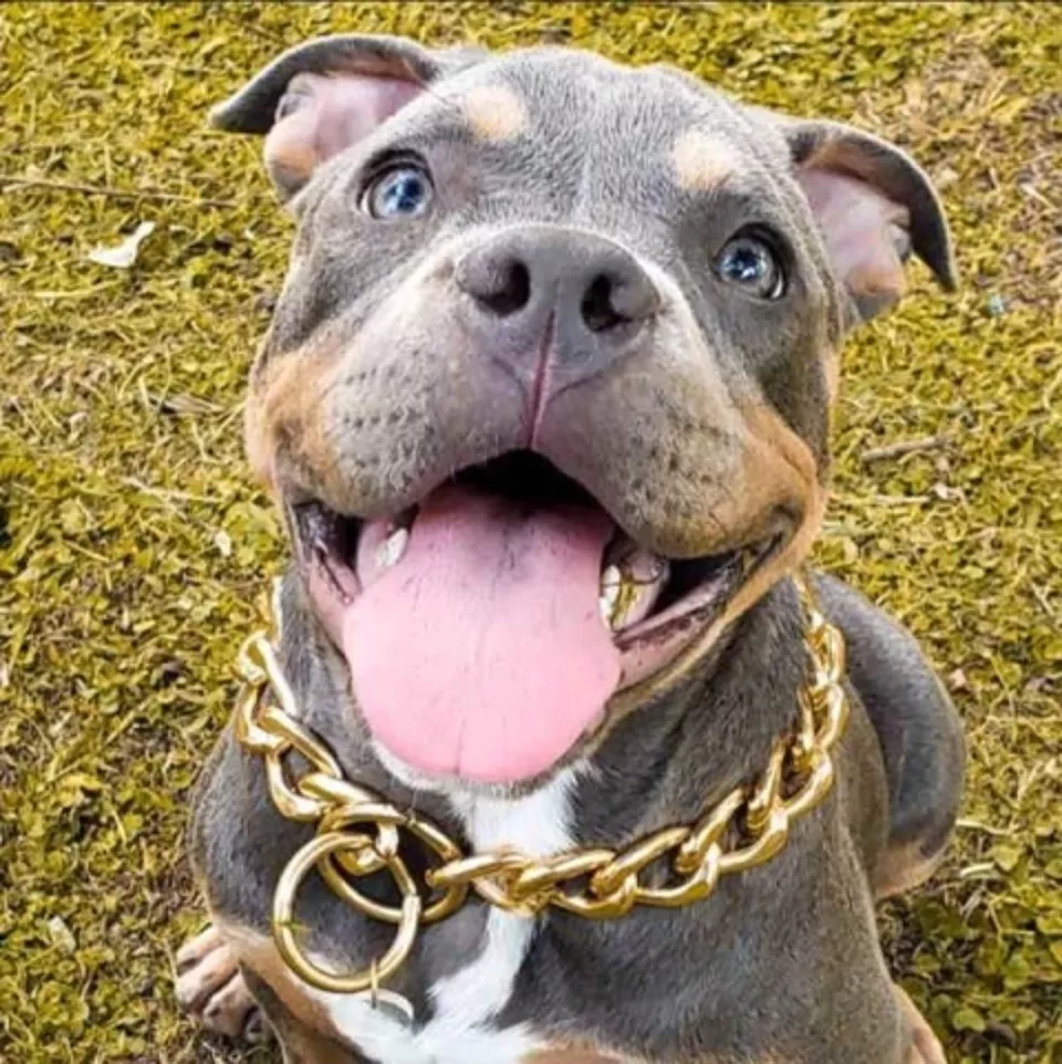 COLLAR DE ADIESTRAMIENTO METÁLICO, PARA PERRO 70 CM, DORADO - 2