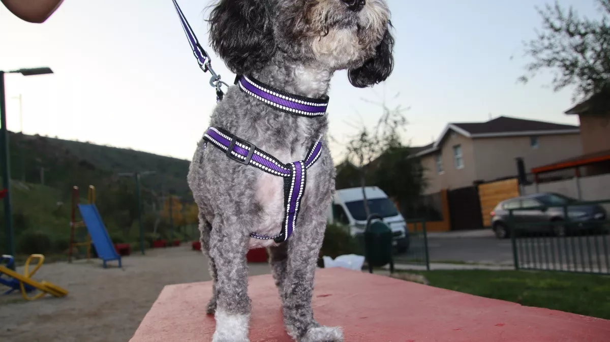 SET CORREA PERROS + COLLAR + ARNES MASCOTAS DEFENSOR FOREVER LILA TALLA M - 2