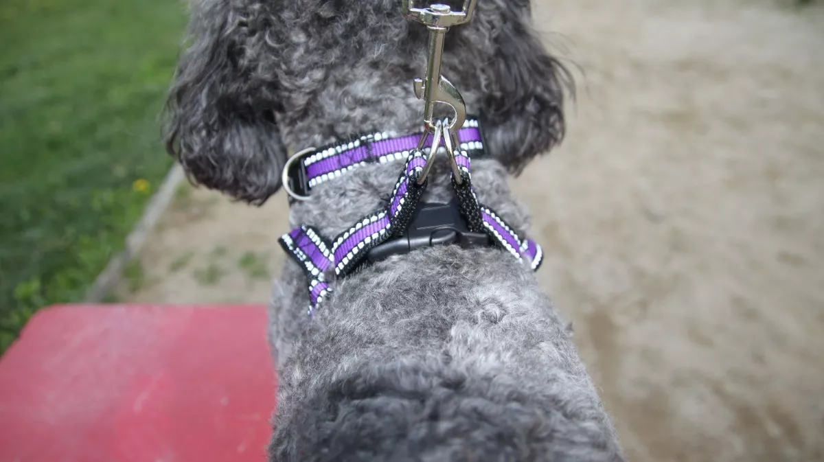 SET CORREA PERROS + COLLAR + ARNES MASCOTAS DEFENSOR FOREVER LILA TALLA M - 3