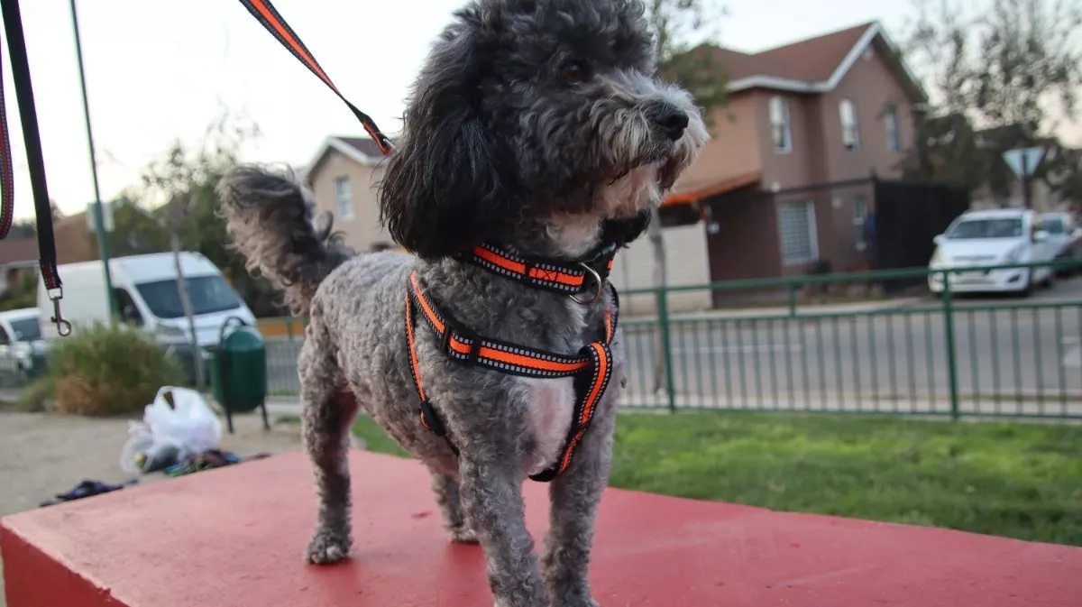 CORREA + COLLAR +ARNÉS PARA MASCOTAS, PERROS TALLA M NARANJO - 2