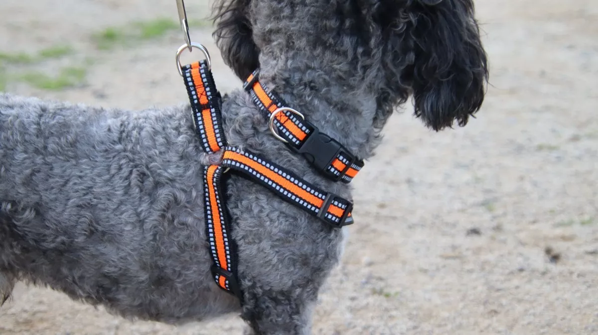 CORREA + COLLAR +ARNÉS PARA MASCOTAS, PERROS TALLA M NARANJO - 3