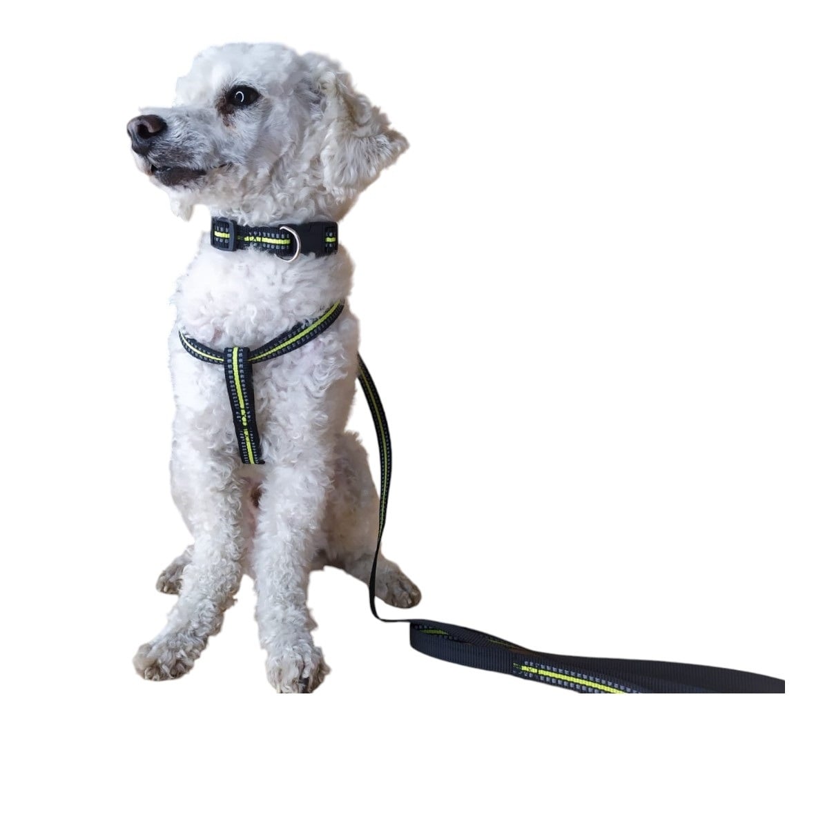 CORREA, ARNÉS Y COLLAR PARA PERROS PEQUEÑOS TALLA S - 1
