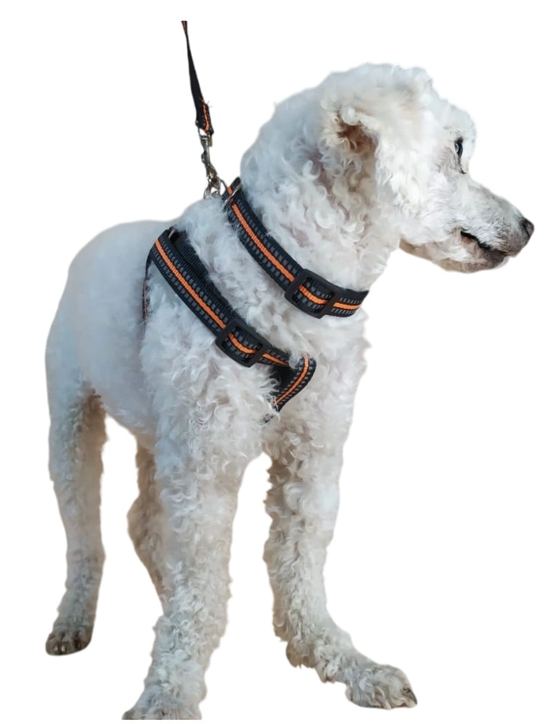 CORREA, ARNE S Y COLLAR PARA PERROS PEQUEÑOS TALLA  S - 1
