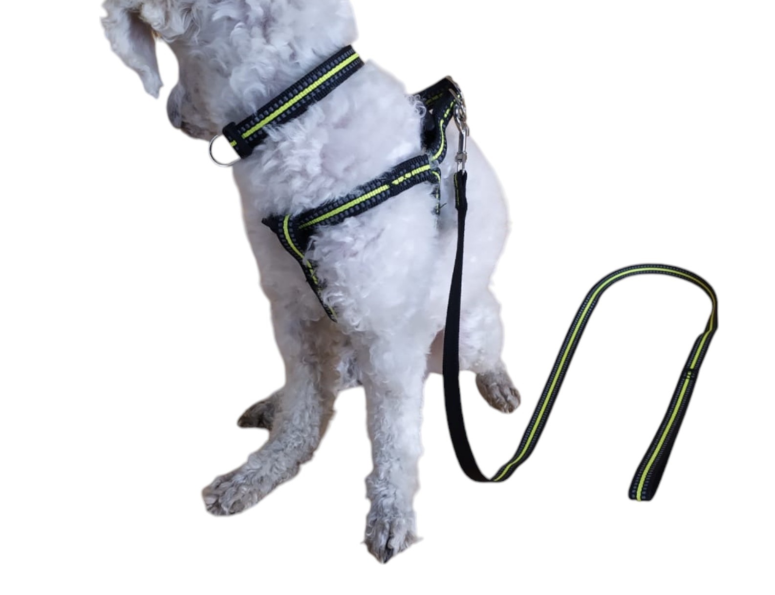 CORREA, ARNÉS Y COLLAR PARA PERROS PEQUEÑOS TALLA S - 2