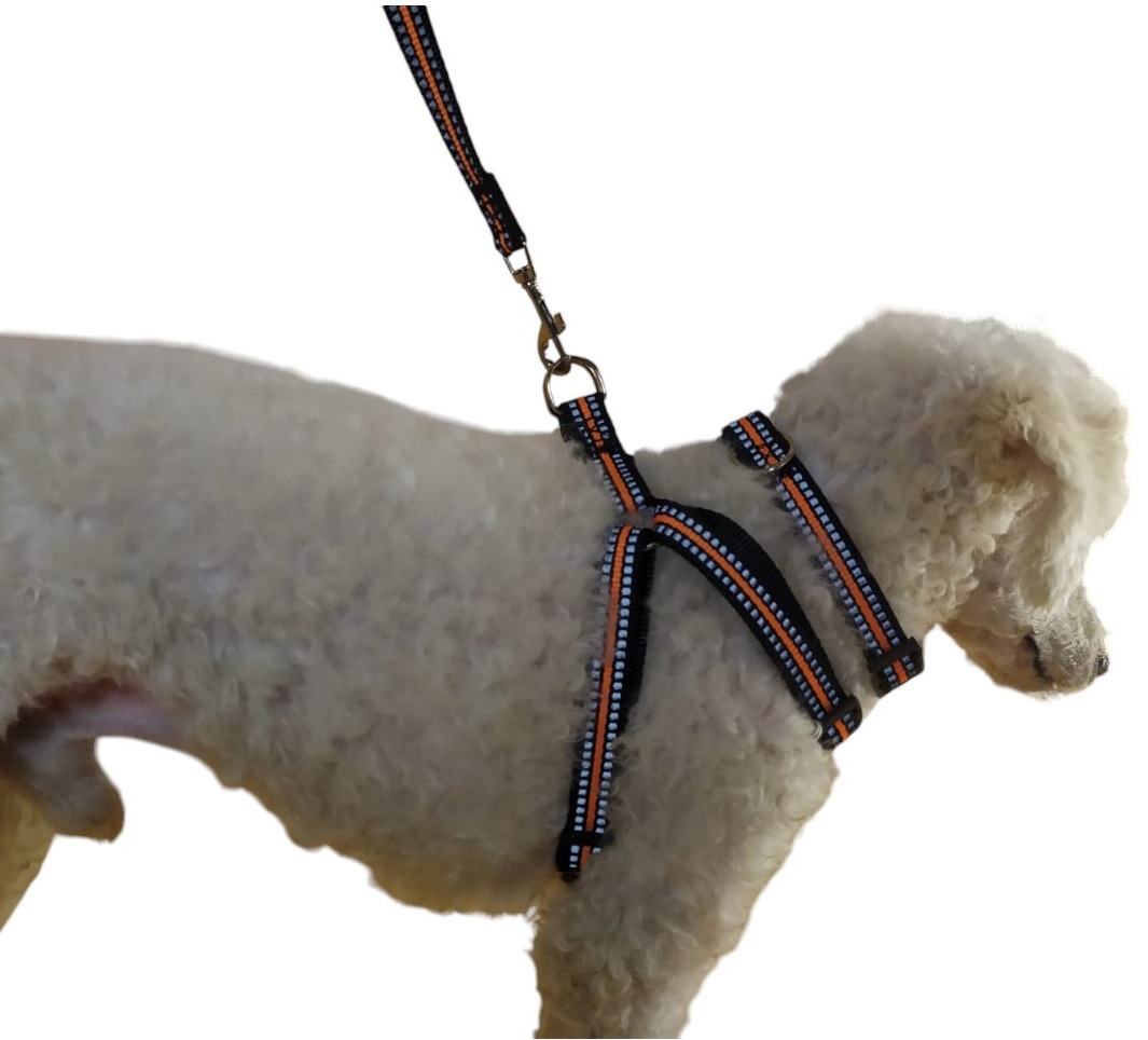 CORREA, ARNÉS Y COLLAR PARA PERROS PEQUEÑOS TALLA S - 2