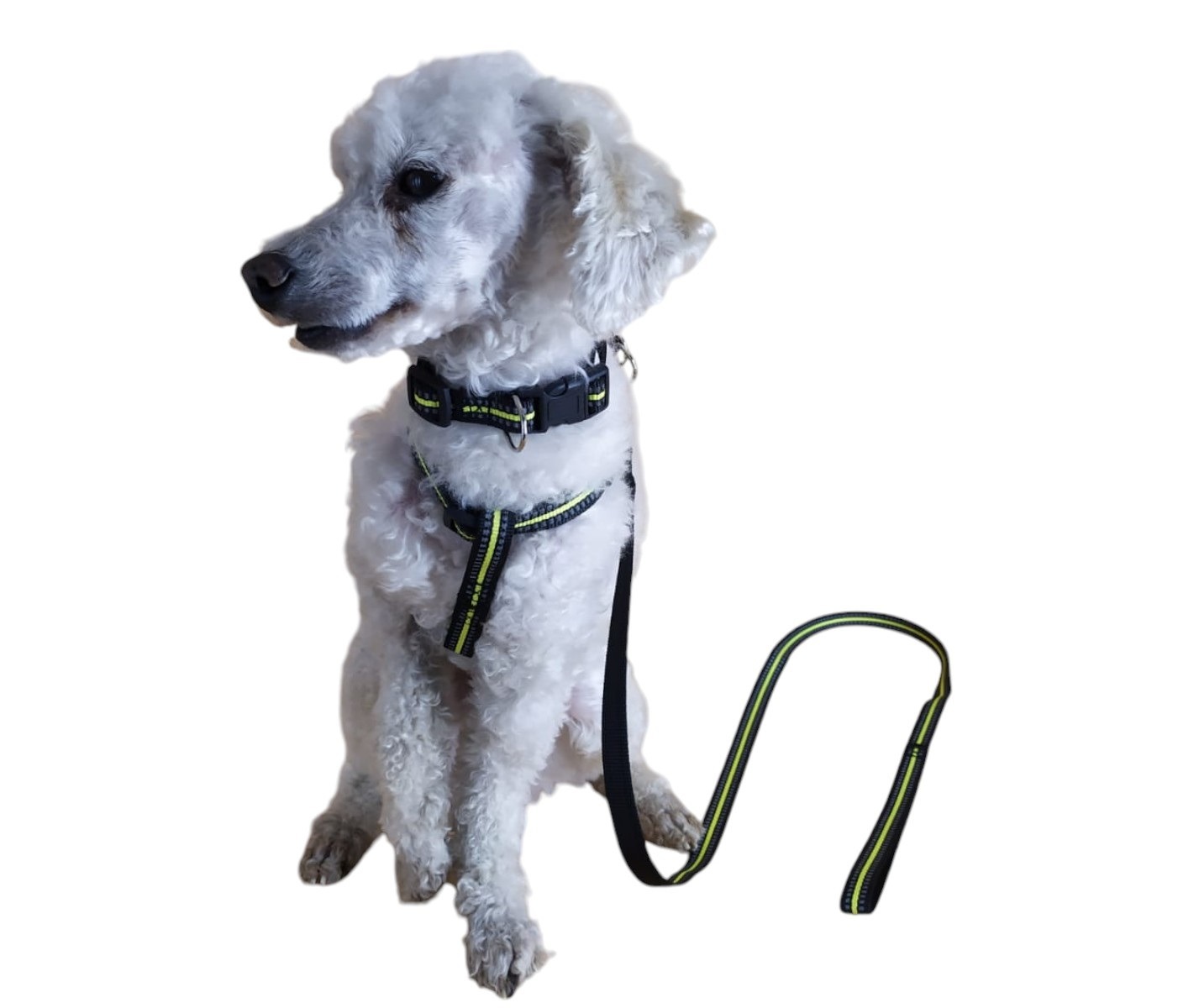 CORREA, ARNÉS Y COLLAR PARA PERROS PEQUEÑOS TALLA S - 3