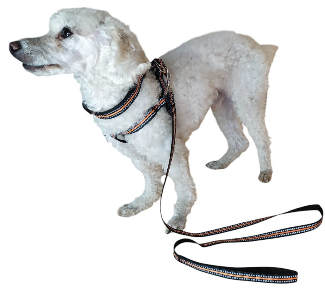 CORREA, ARNÉS Y COLLAR PARA PERROS PEQUEÑOS TALLA S - 4