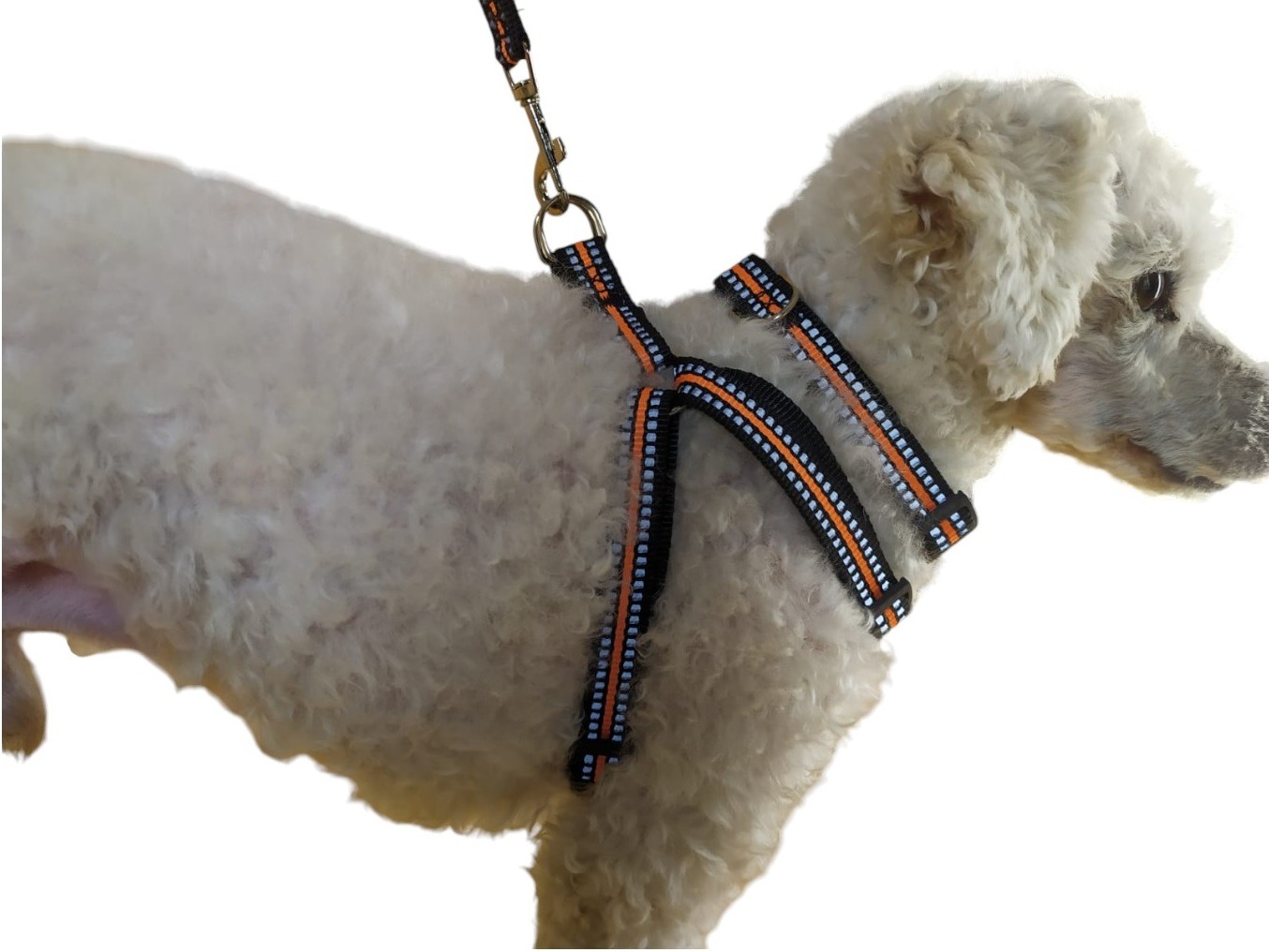 CORREA, ARNÉS Y COLLAR PARA PERROS PEQUEÑOS TALLA S - 5