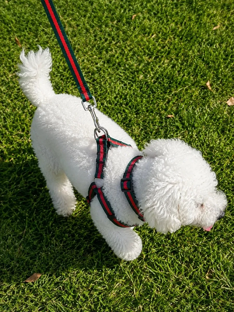 CORREA, ARNE S Y COLLAR PARA PERROS DE RAZAS PEQUEÑAS - 1