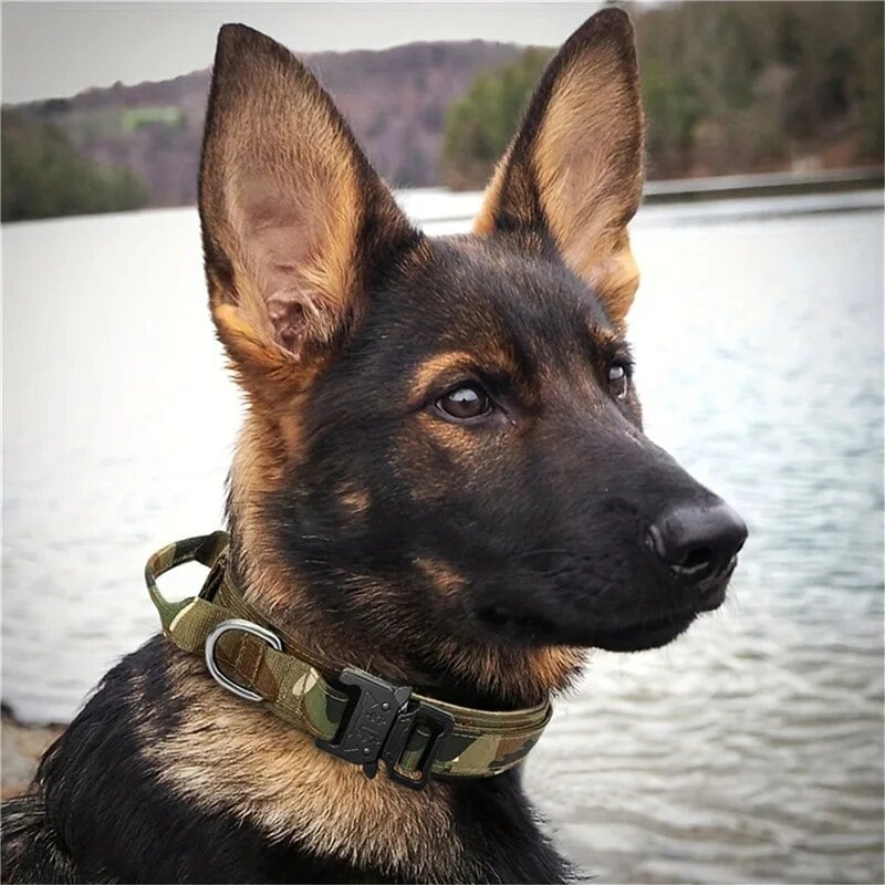 COLLAR TÁCTICO, PARA PERROS REFORZADO AJUSTABLE, TALLA M - 5