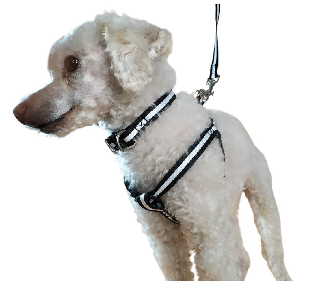 CORREA, ARNÉS Y COLLAR PARA PERROS DE RAZAS PEQUEÑAS - 1