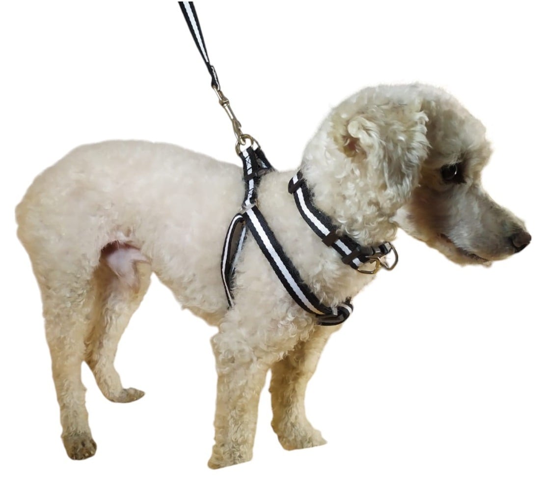 CORREA, ARNÉS Y COLLAR PARA PERROS DE RAZAS PEQUEÑAS - 3