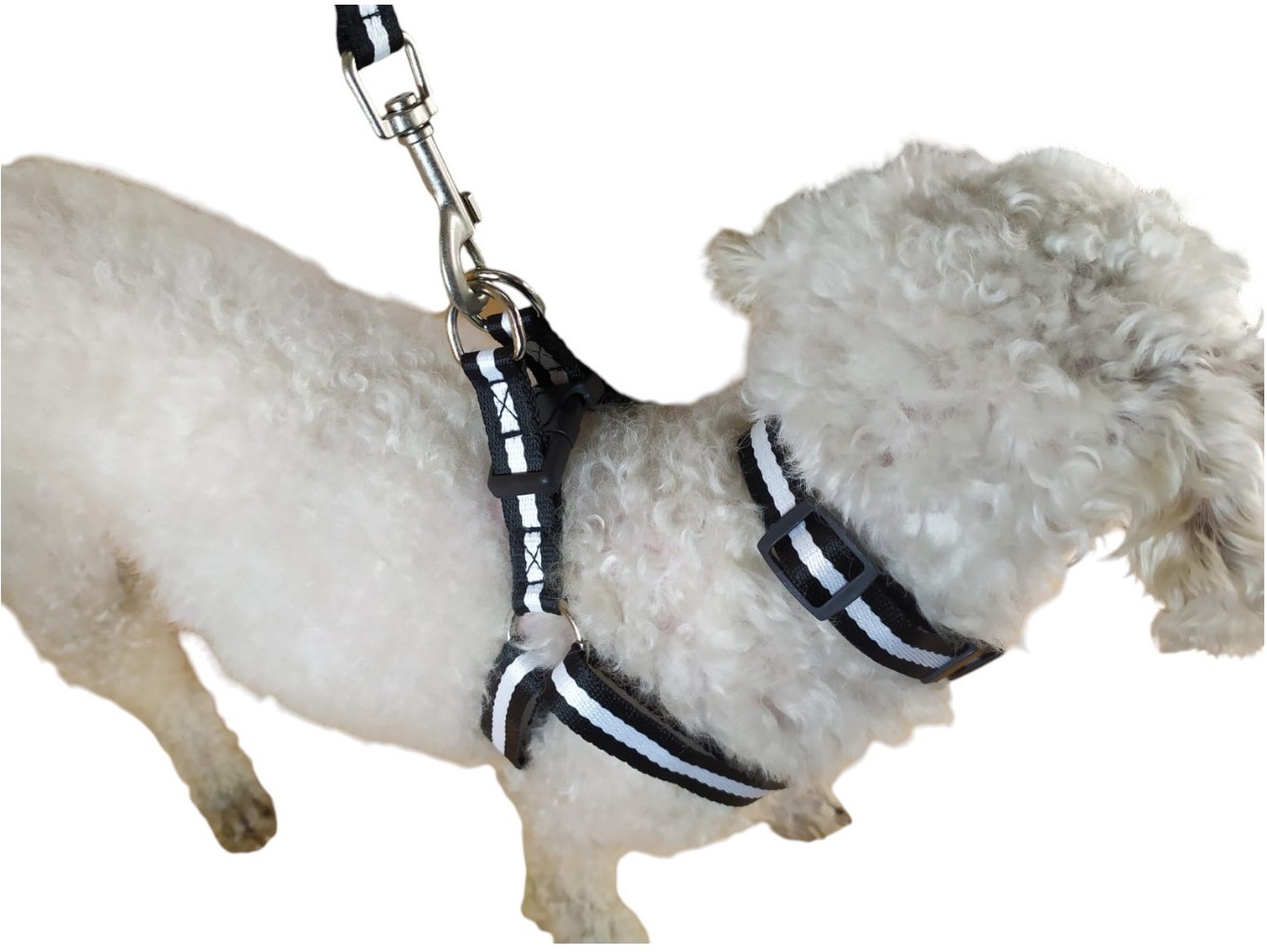 CORREA, ARNÉS Y COLLAR PARA PERROS DE RAZAS PEQUEÑAS - 5
