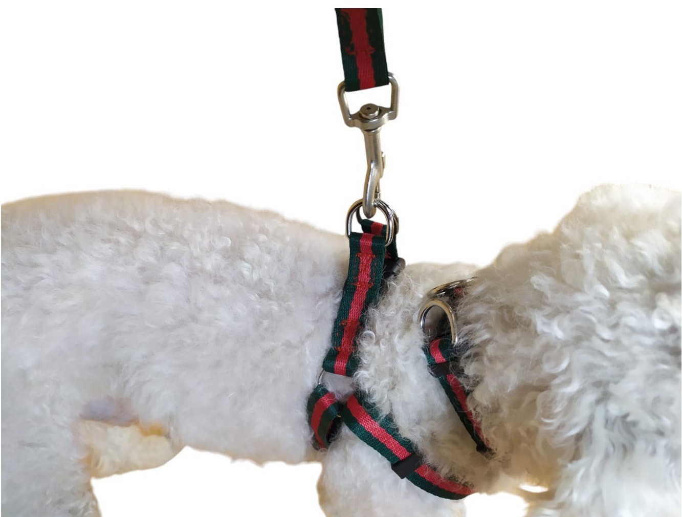 CORREA, ARNÉS Y COLLAR PARA PERROS DE RAZAS PEQUEÑAS - 2