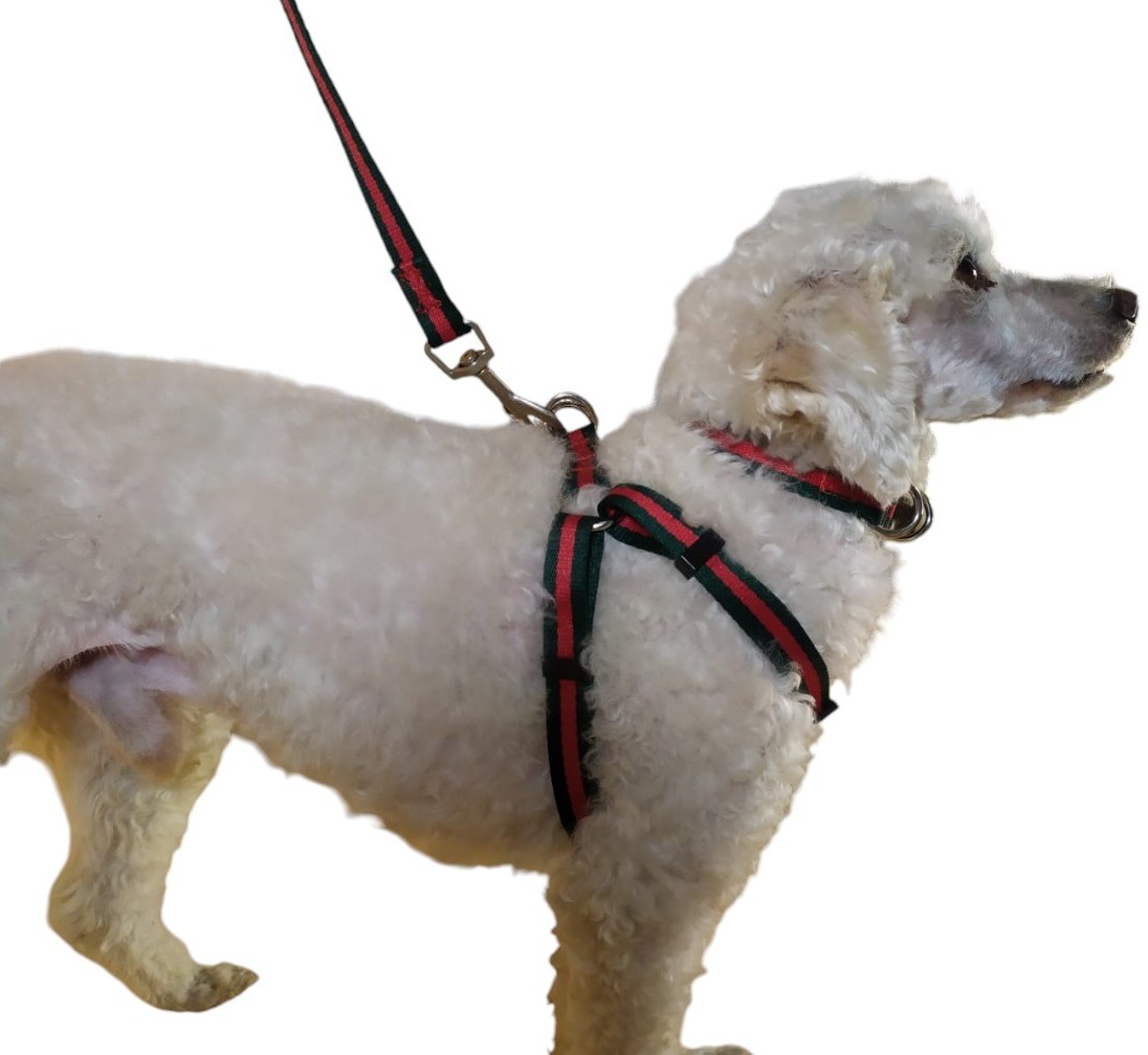 CORREA, ARNÉS Y COLLAR PARA PERROS DE RAZAS PEQUEÑAS - 5