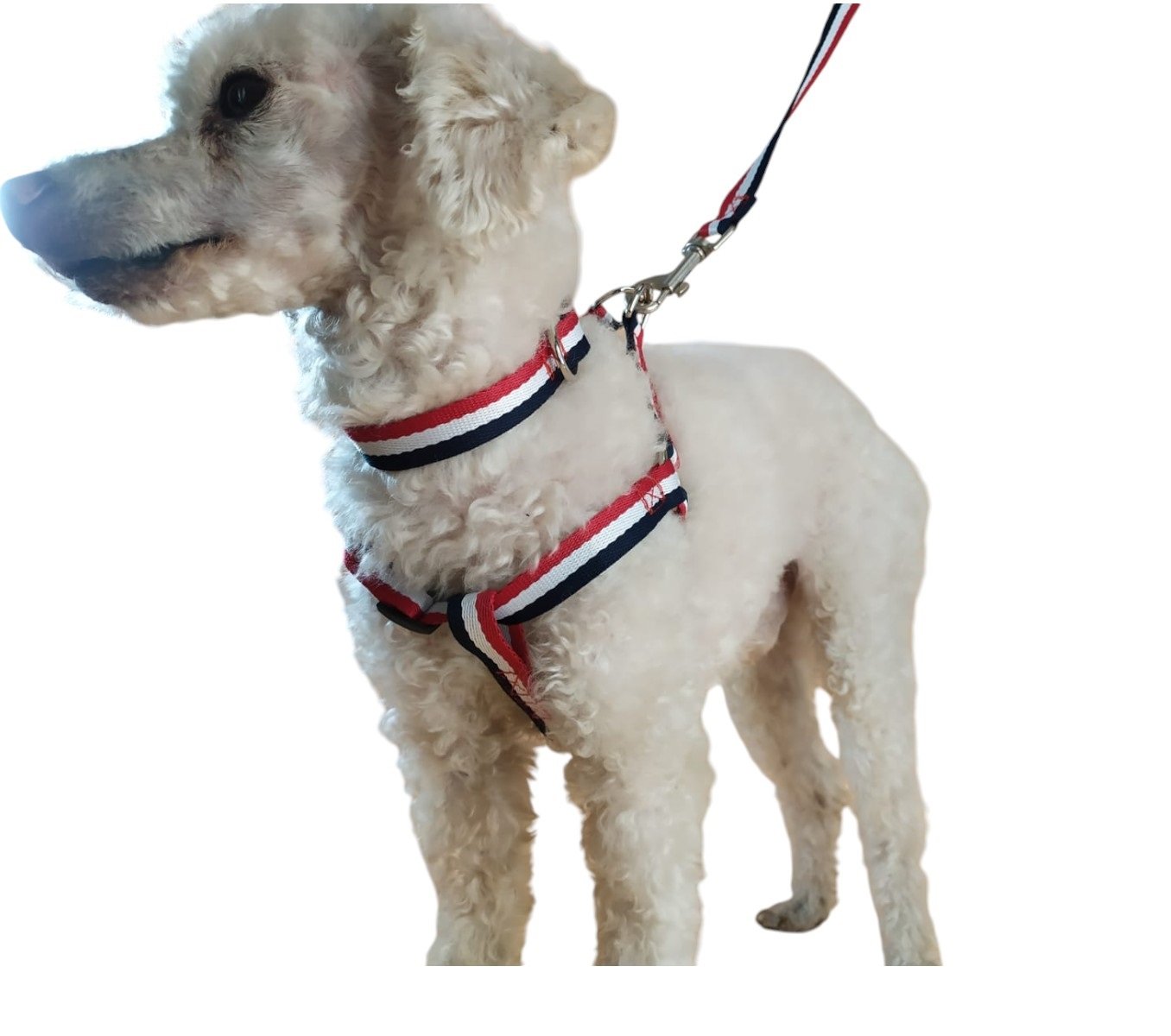 CORREA, ARNÉS Y COLLAR PARA PERROS DE RAZAS PEQUEÑAS - 1