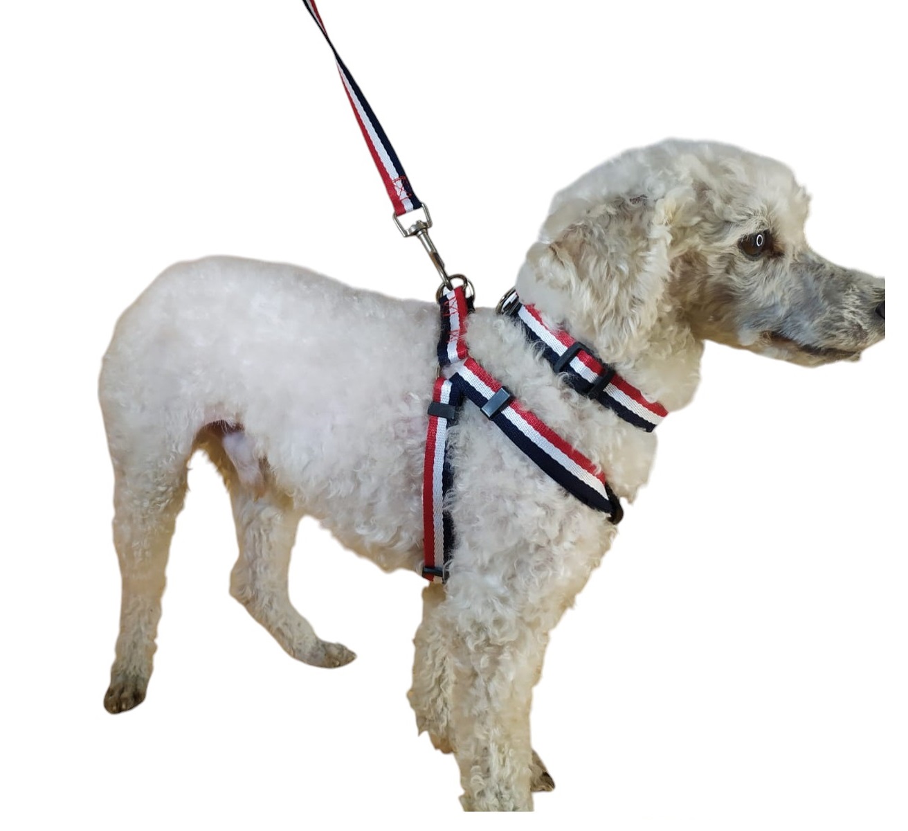 CORREA, ARNÉS Y COLLAR PARA PERROS DE RAZAS PEQUEÑAS - 2