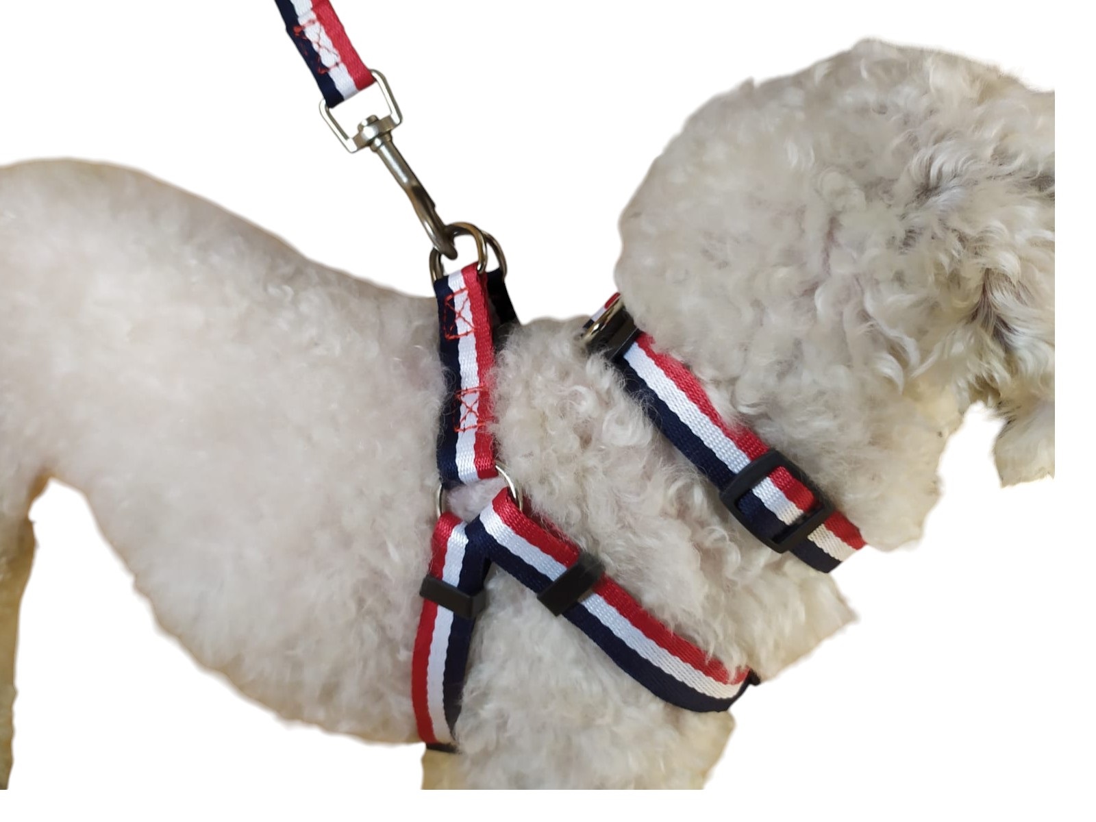 CORREA, ARNÉS Y COLLAR PARA PERROS DE RAZAS PEQUEÑAS - 4