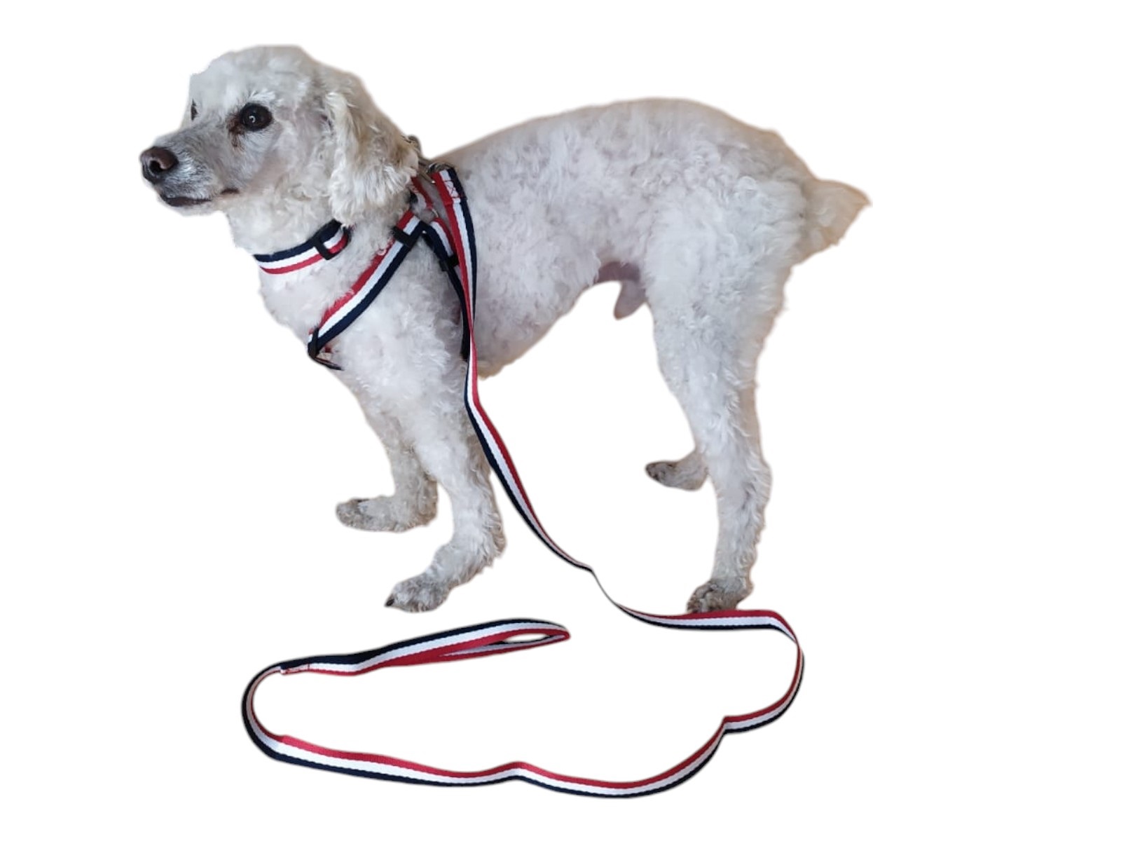 CORREA, ARNÉS Y COLLAR PARA PERROS DE RAZAS PEQUEÑAS - 5