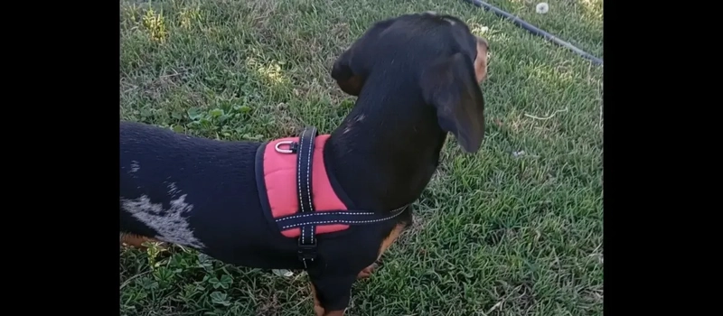 ARNE S AJUSTABLE PARA PERROS MASCOTAS REFLECTANTE TALLA S - 5