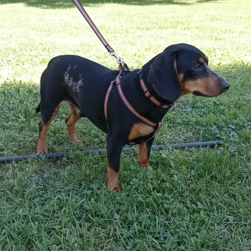 X3 CORREA, ARNE S Y COLLAR PARA PERROS PEQUEÑOS TALLA S - 5
