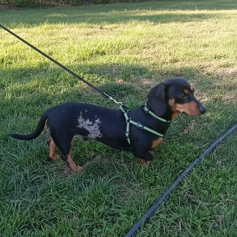 X3 CORREA, ARNE S Y COLLAR PARA PERROS PEQUEÑOS TALLA S - 7